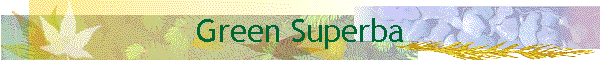 Green Superba