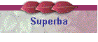 Superba