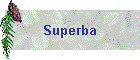 Superba